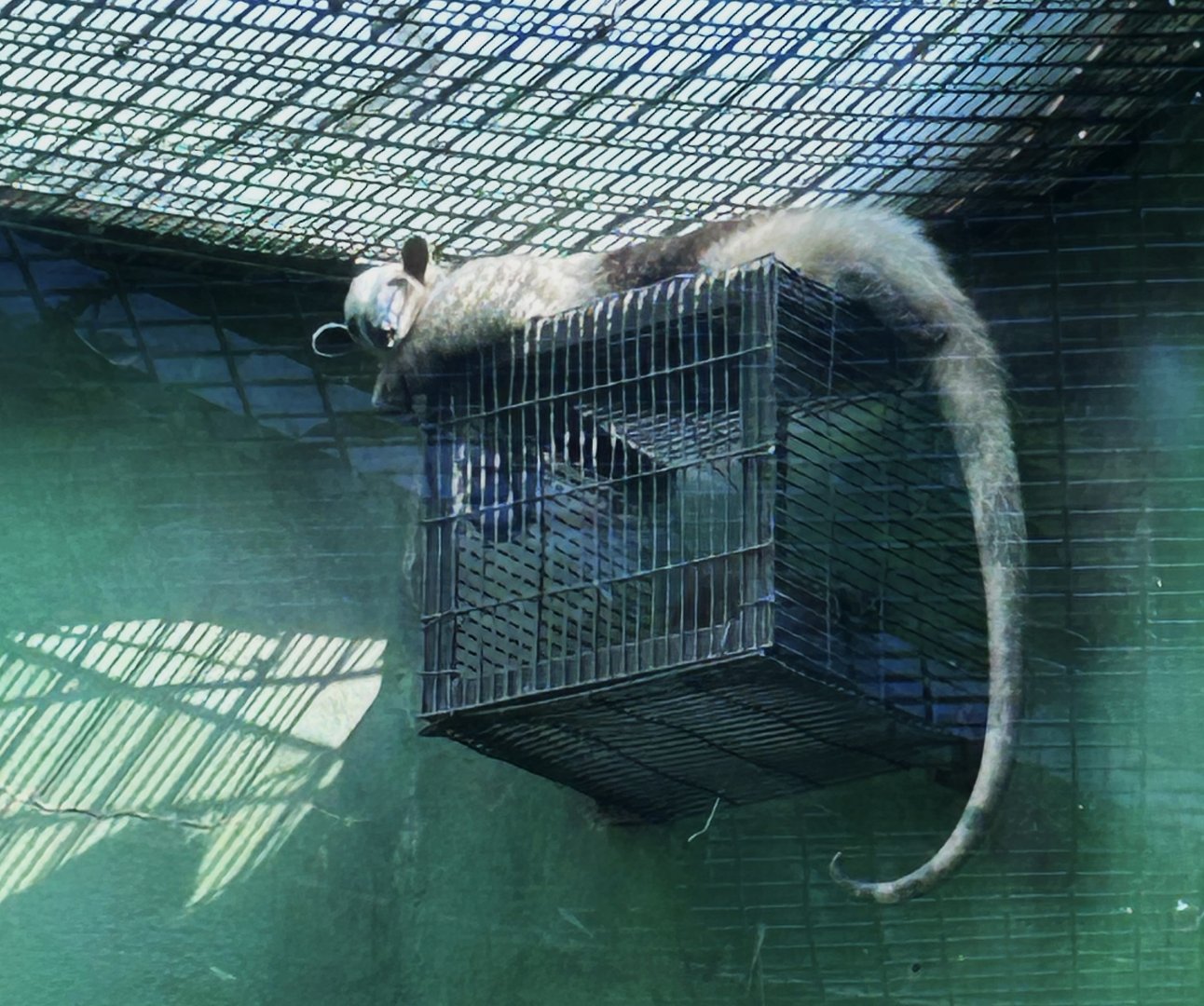 Tamandua mexicana or northern tamandua