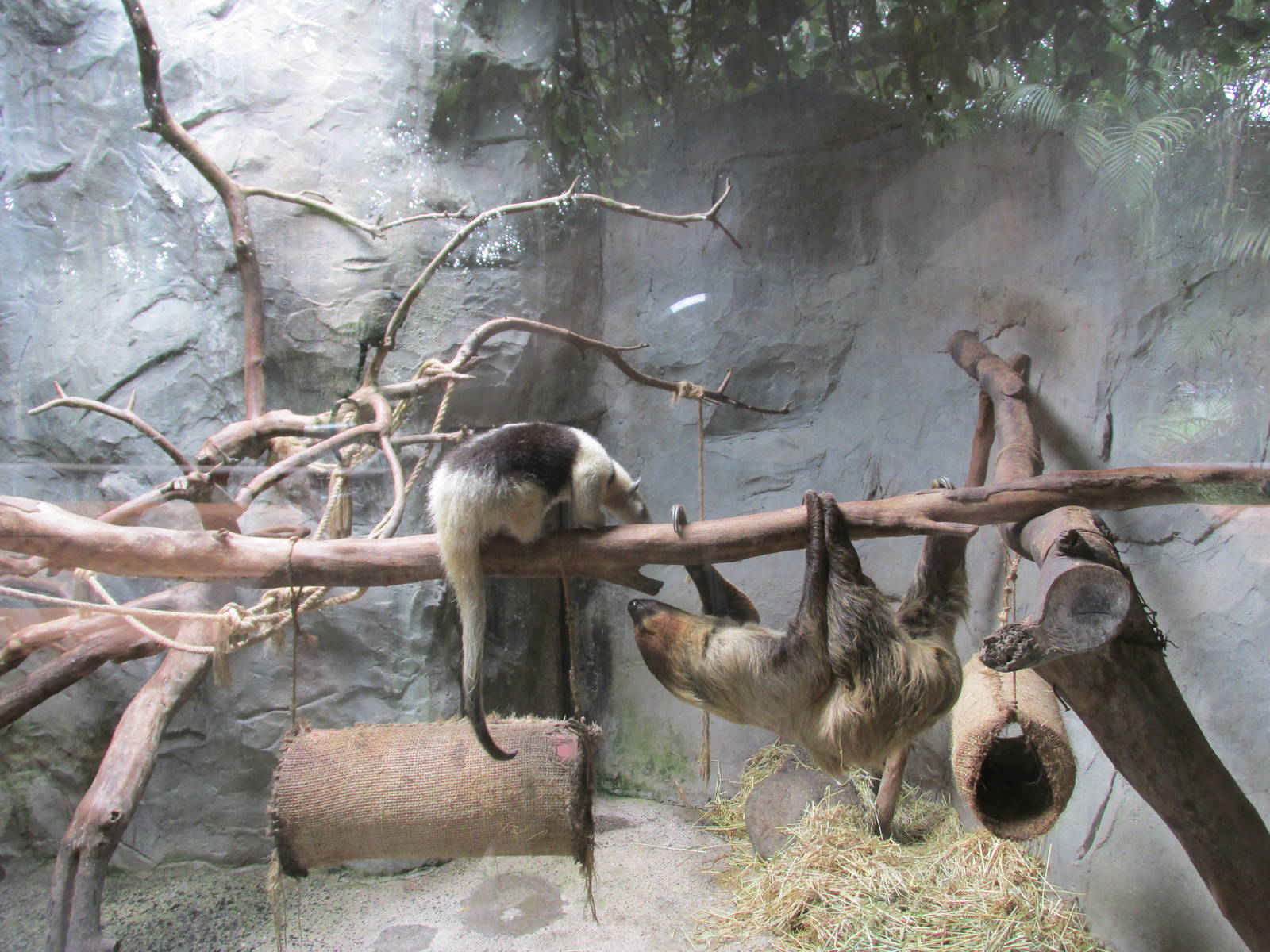 tamandua mexicana, red handed tamarin and sloth guadalajara zoo