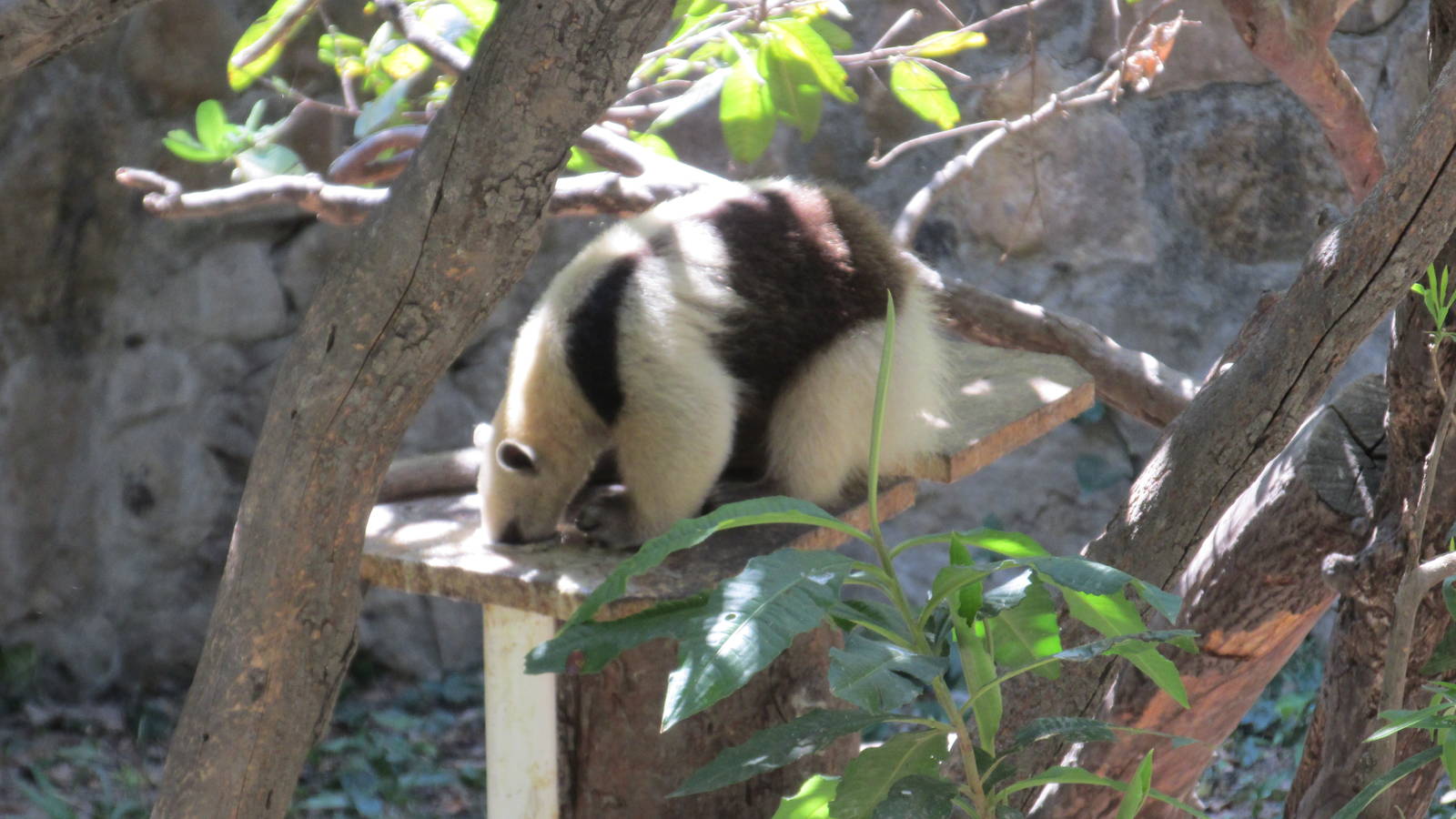 tamandua mexicana zoomat
