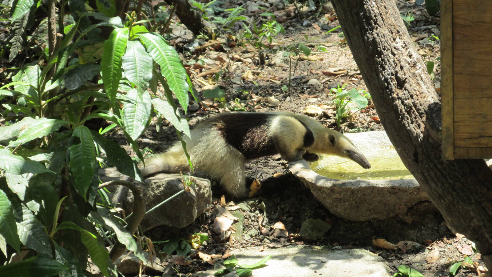 tamandua mexicana zoomat