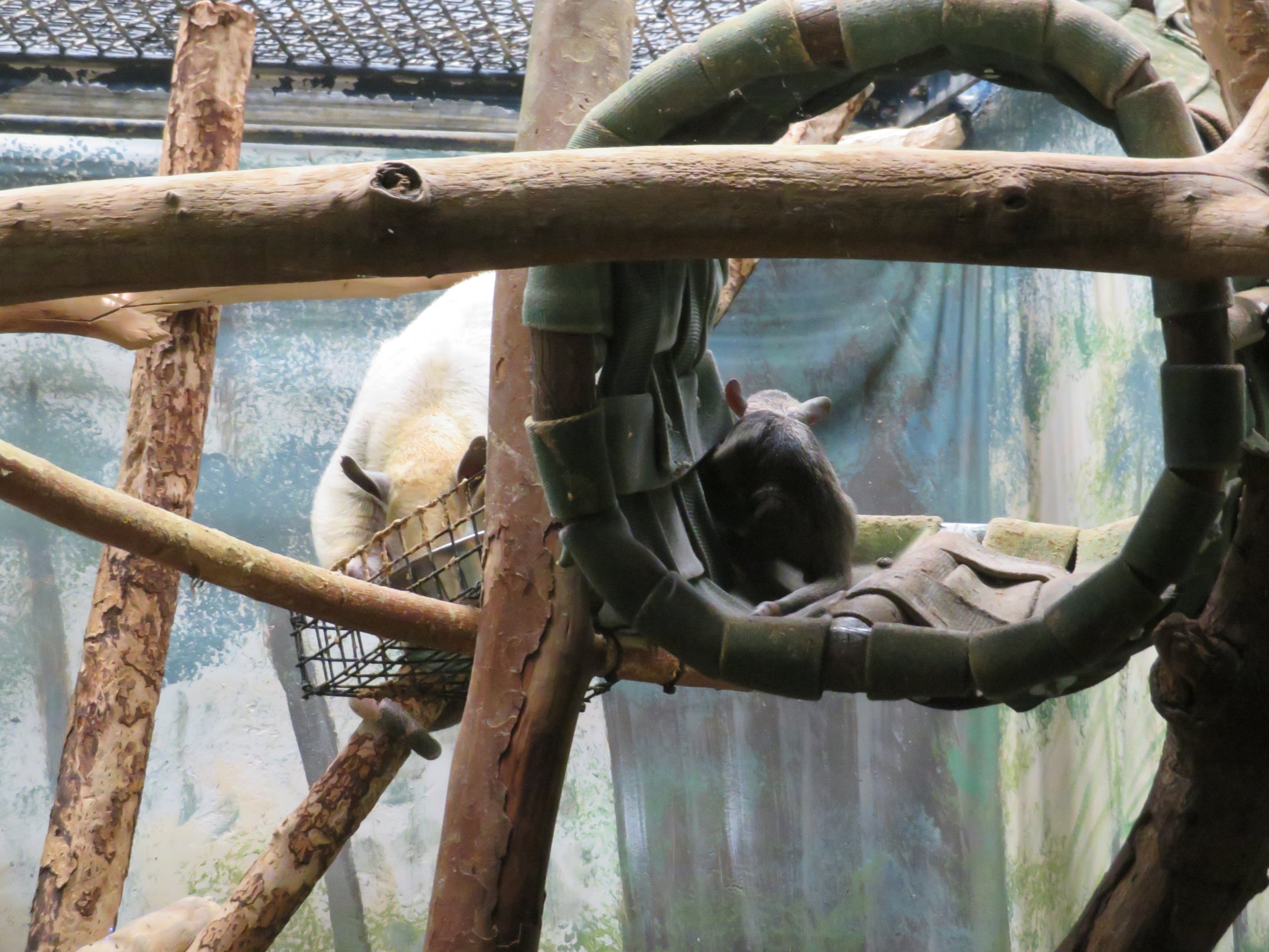 Tamandua Mother & Baby