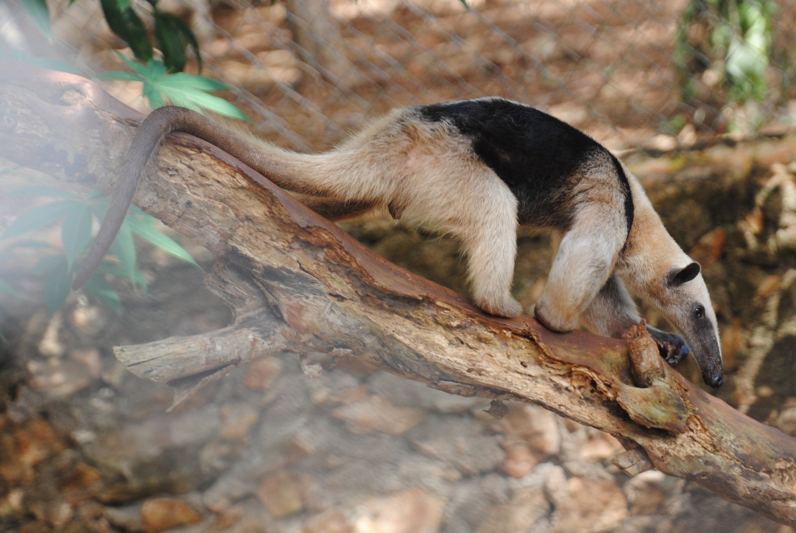 Tamandua (no longer at the zoo)