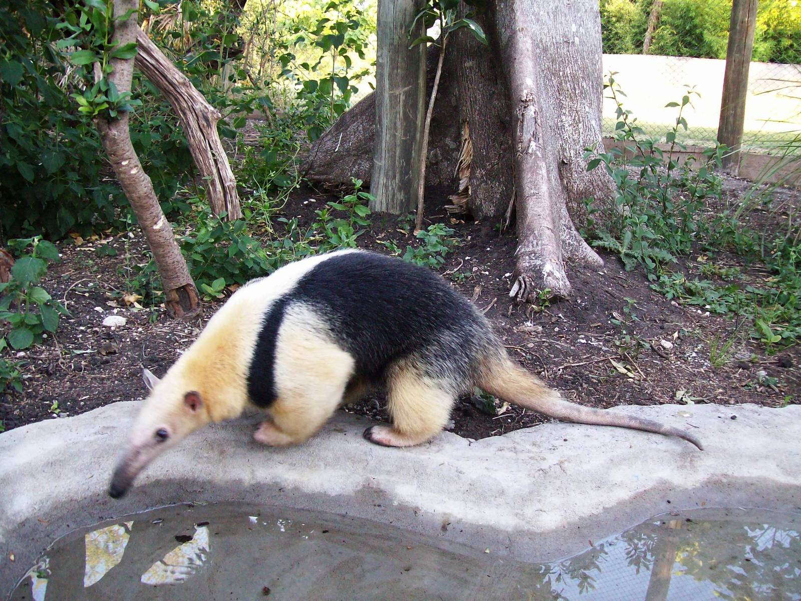 Tamandua o Lesser Anteater