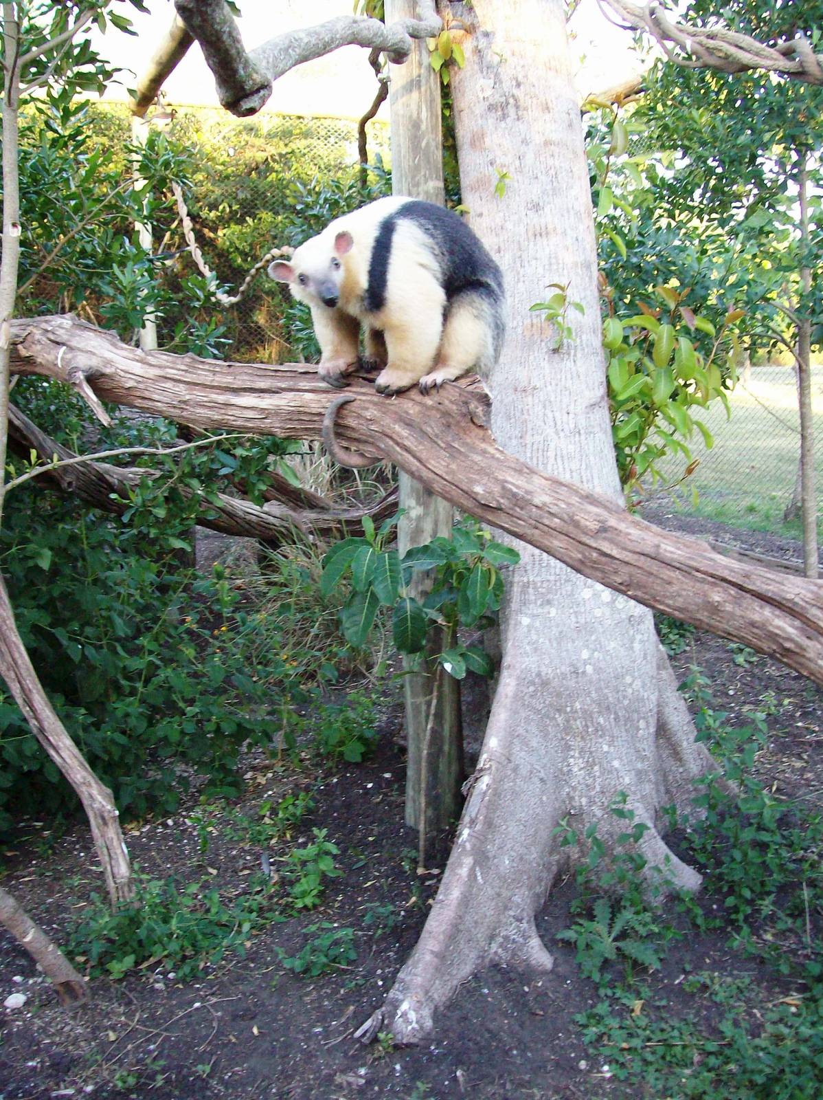 Tamandua o Lesser Anteater
