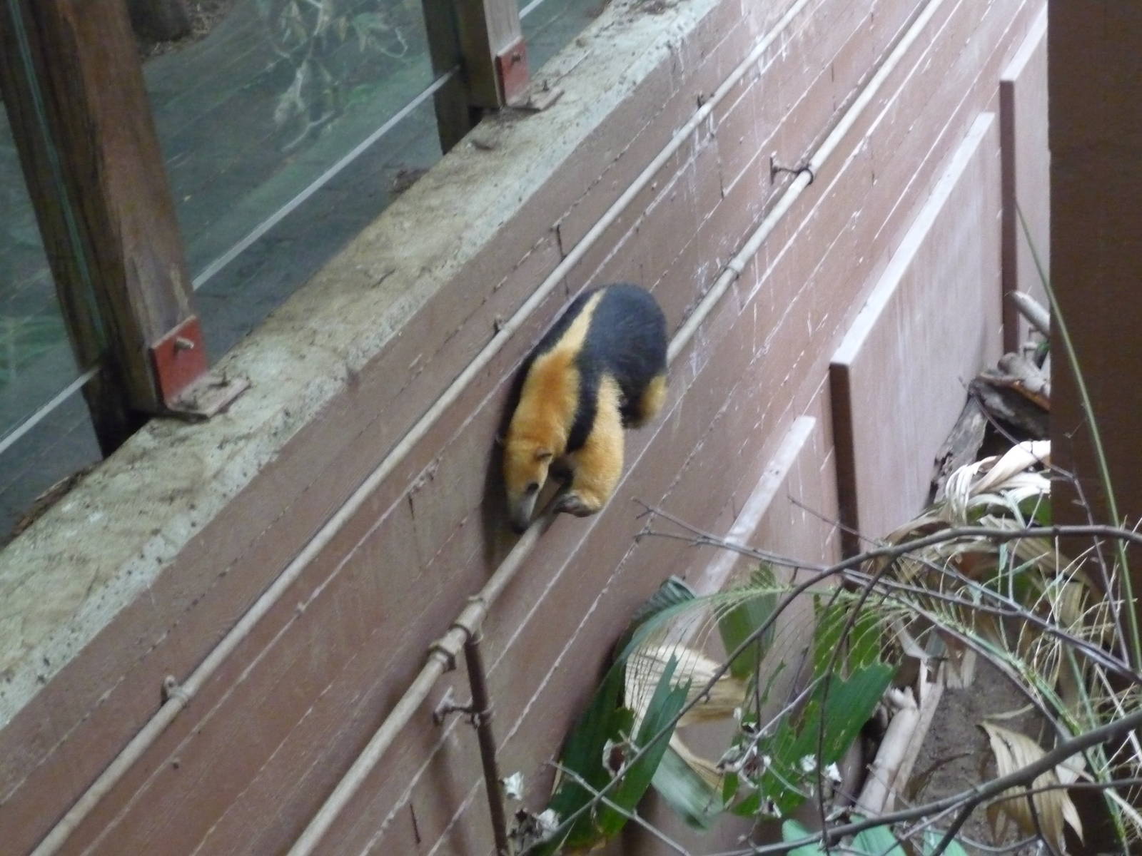 Tamandua on the move London Zoo