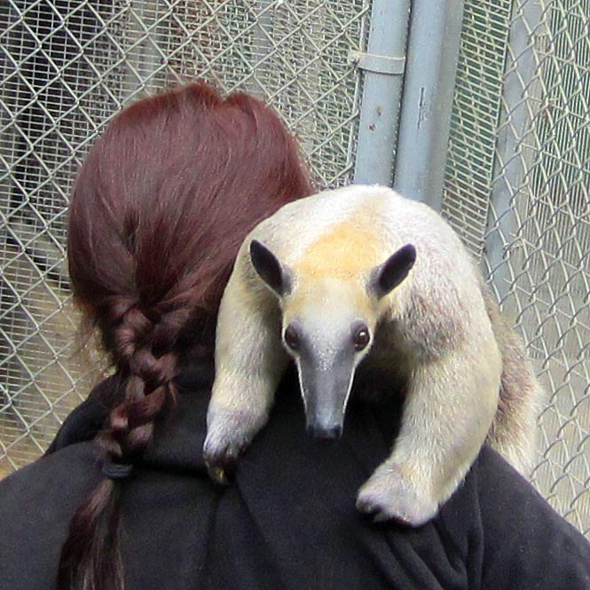 Tamandua or Lesser Anteater