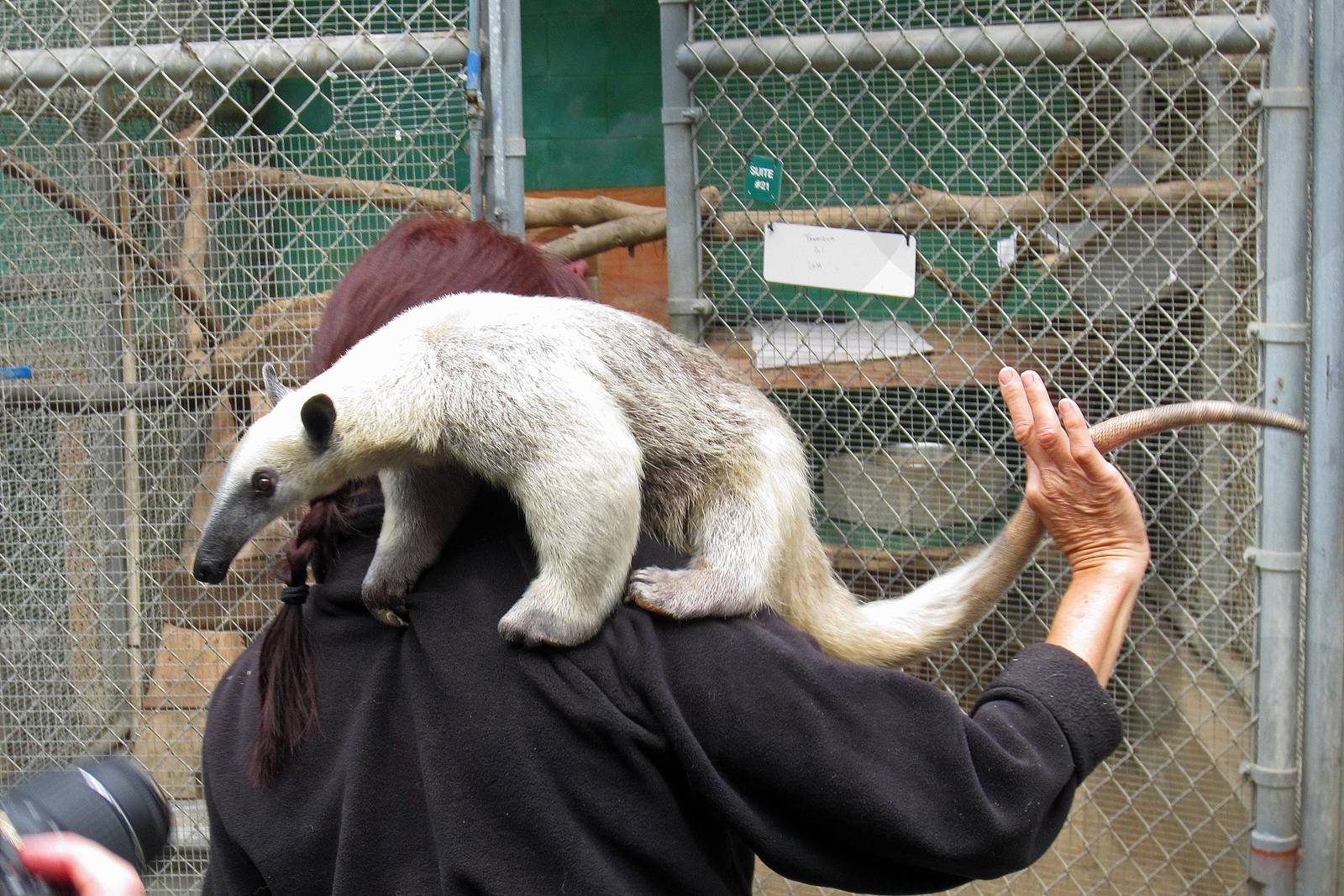 Tamandua or Lesser Anteater