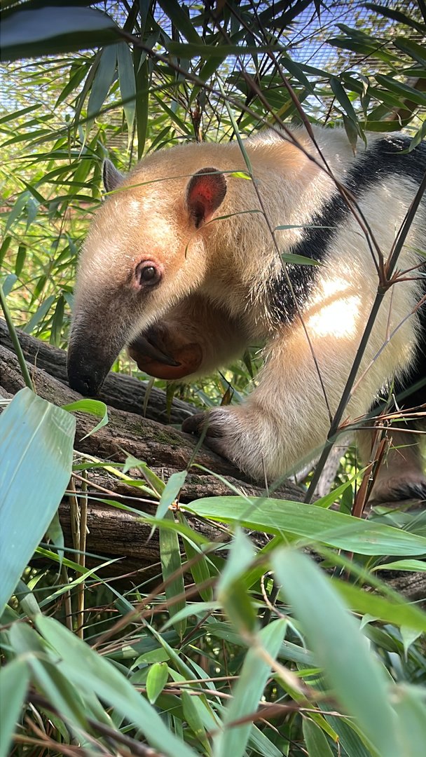 Tamandua outside