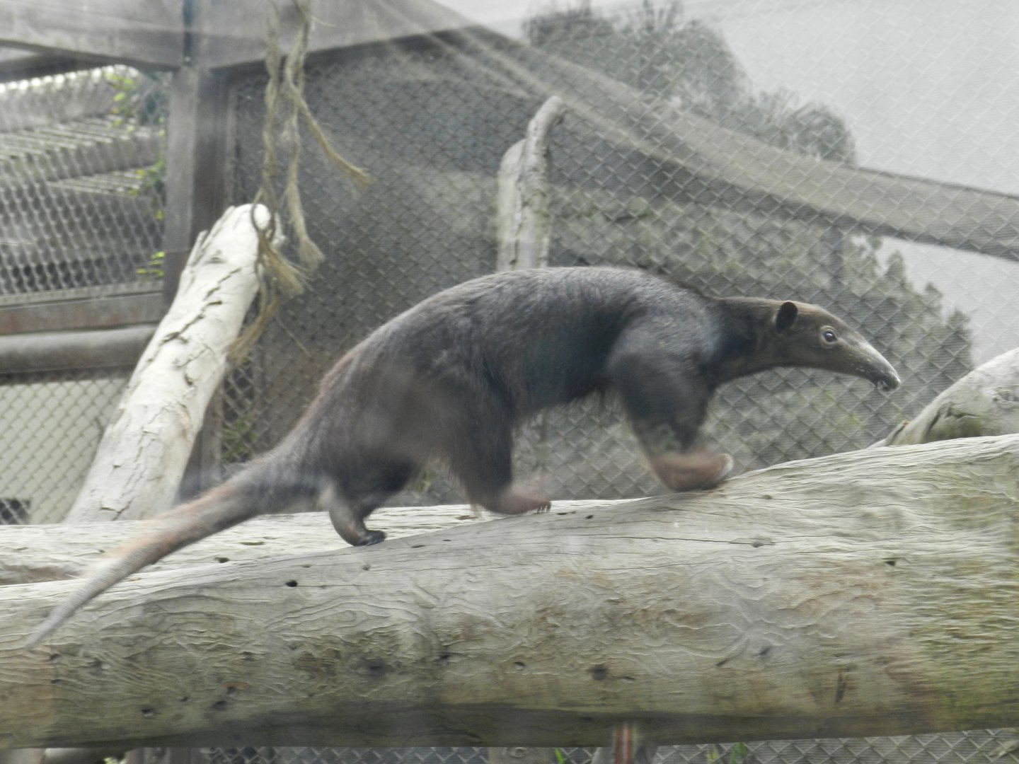 Tamandua - Parque Zoológico Huachipa