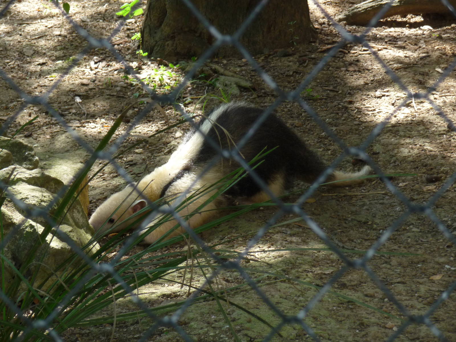 tamandua riozoo