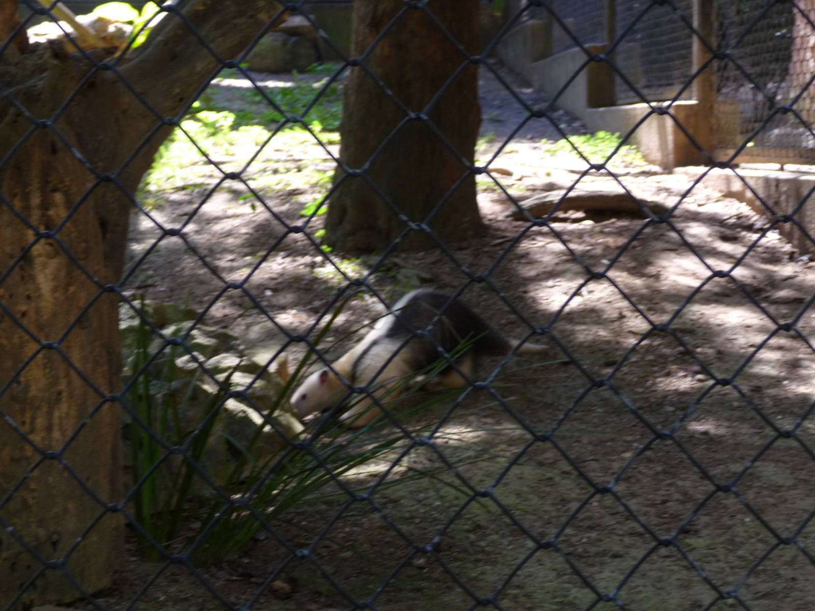 tamandua riozoo