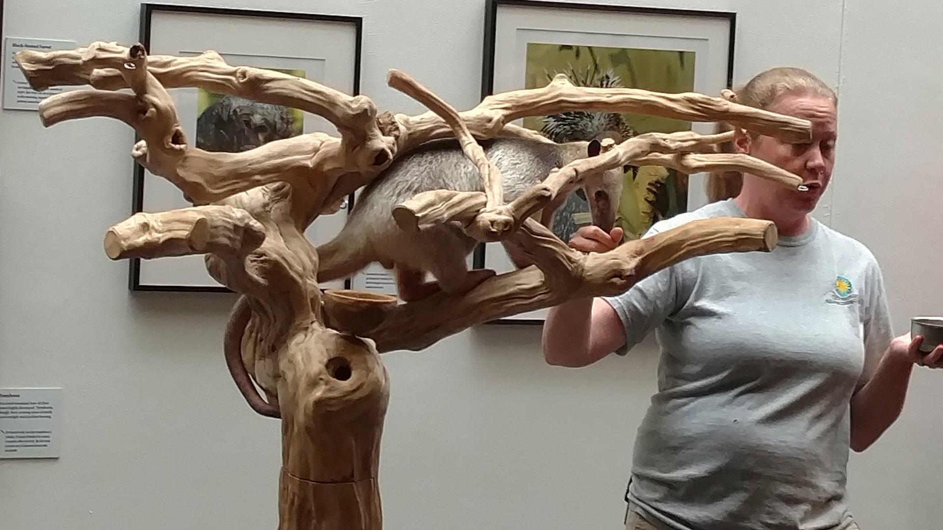 Tamandua, Sloth Day, 2019, Smithsonian National Zoo