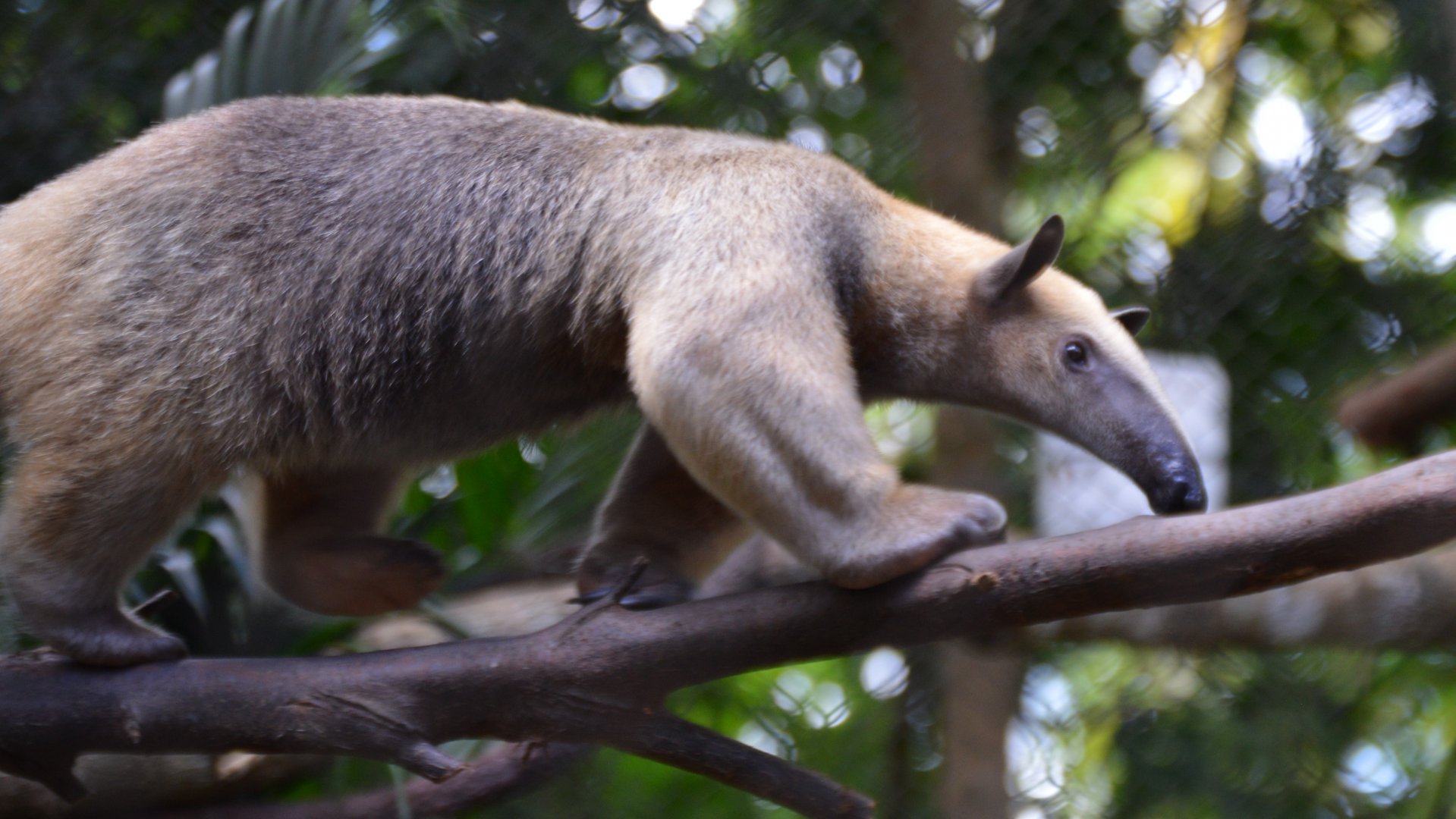 Tamandua tetradactyla nigra