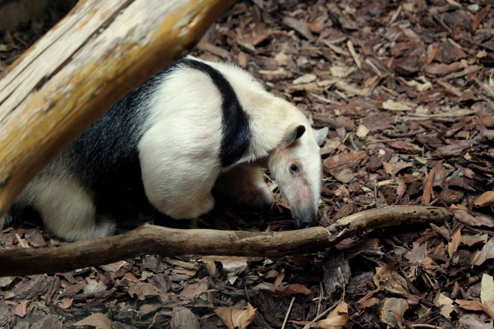 Tamandua tetradactyla