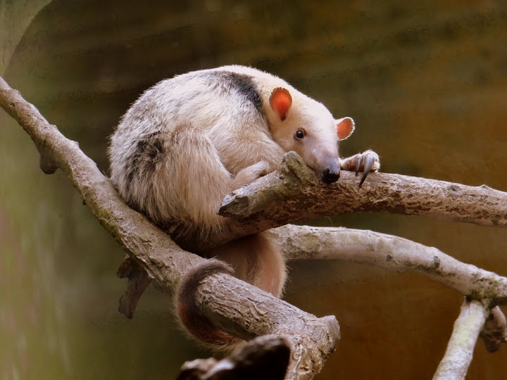 Tamandua tetradactyla