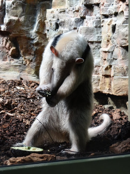 Tamandua tetradactyla