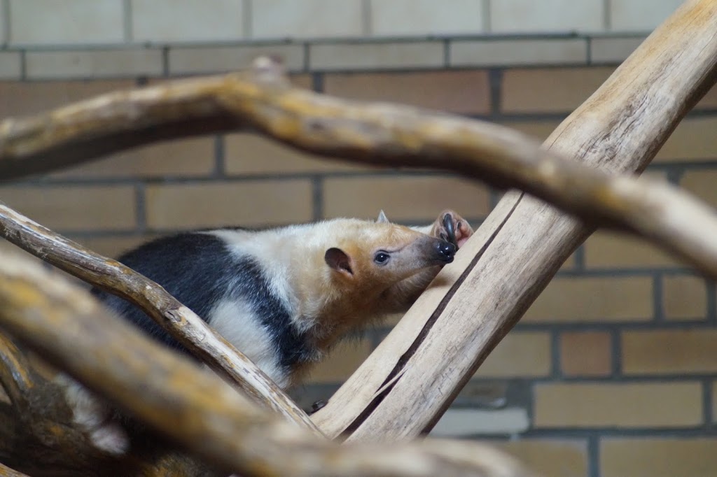 Tamandua tetradactyla