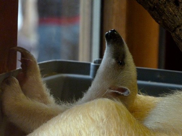 Tamandua youngster
