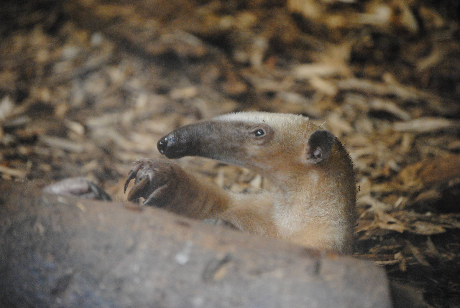 Tamandua