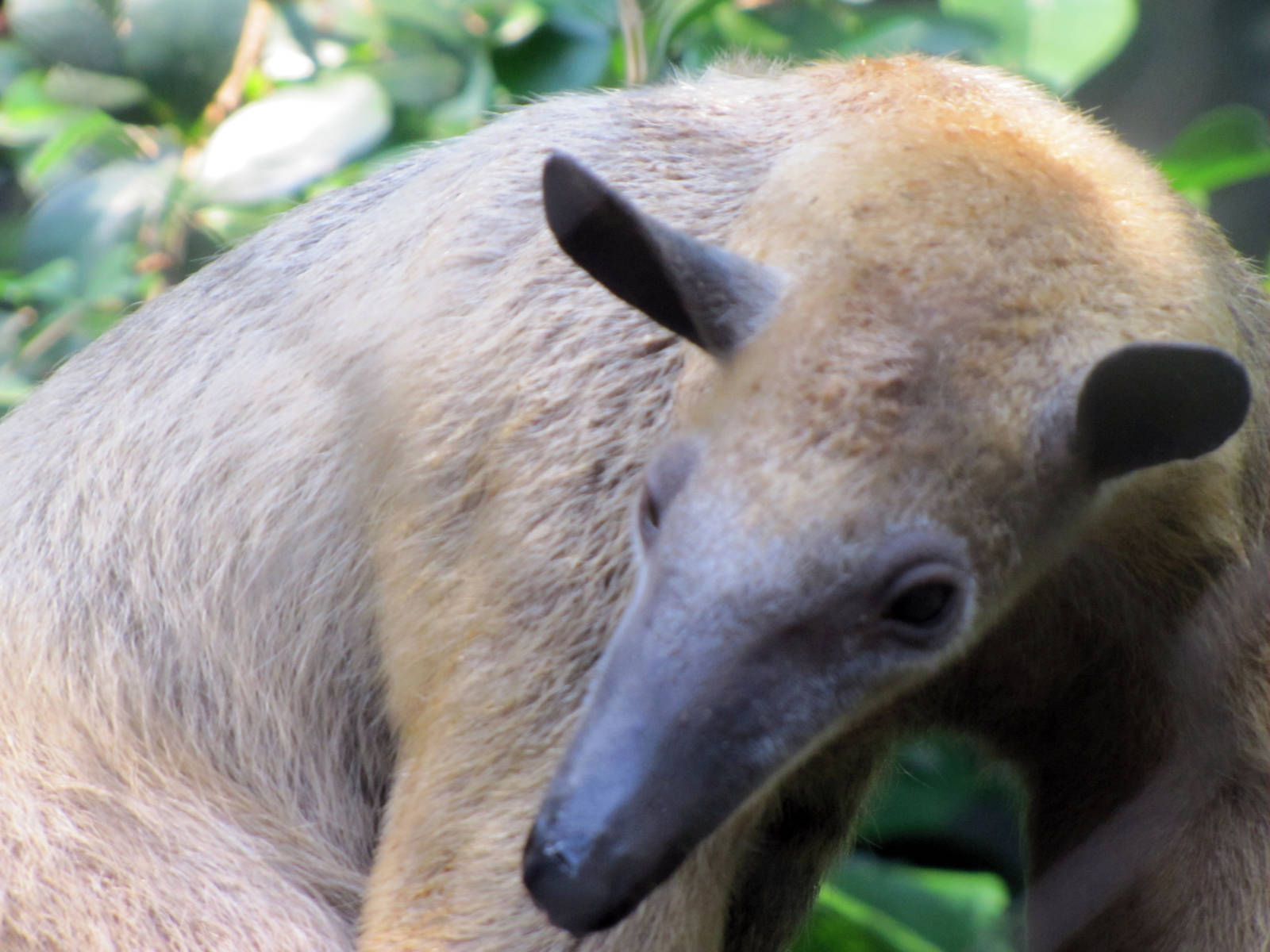 Tamandua