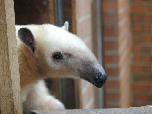 Tamandua