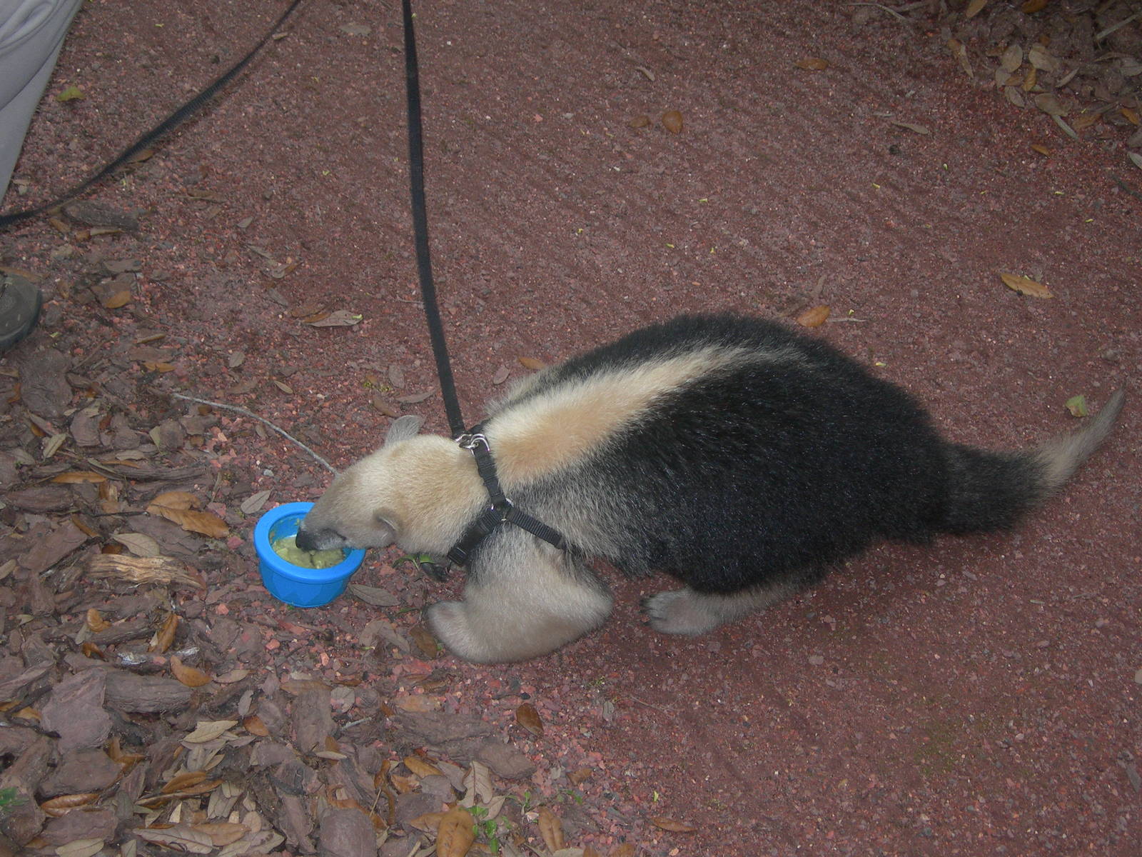 Tamandua