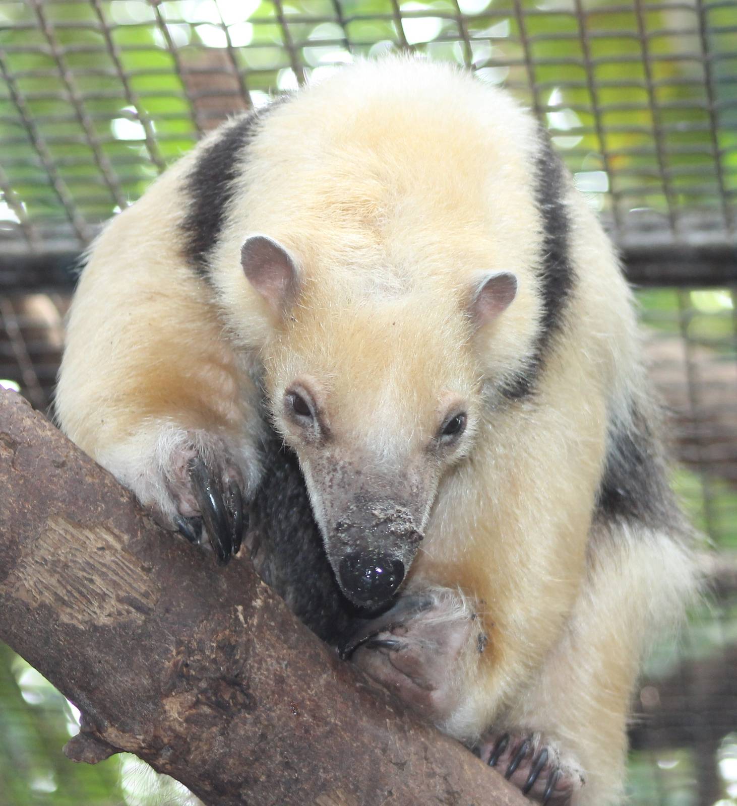 tamandua
