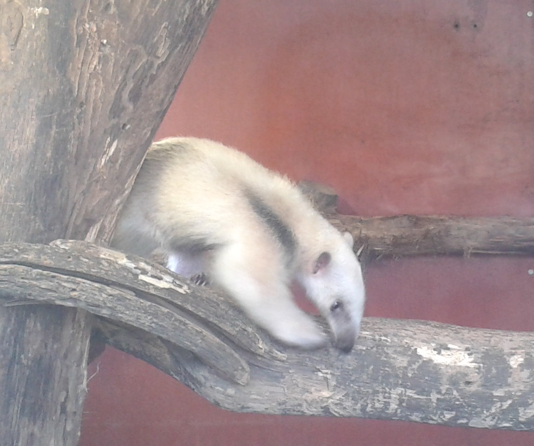 Tamandua