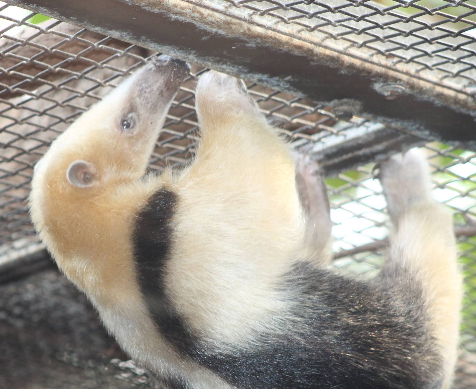 Tamandua