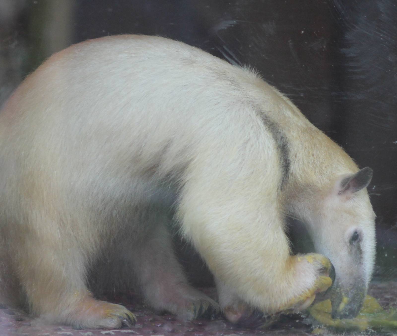 Tamandua