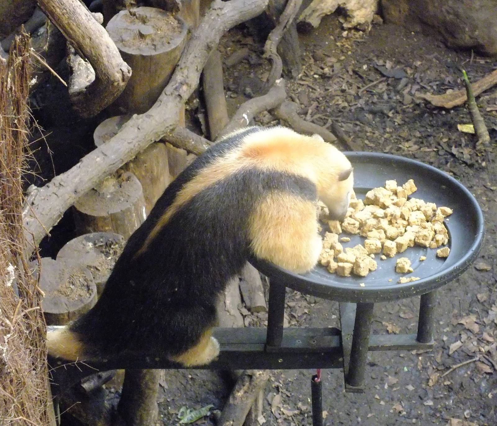 Tamandua