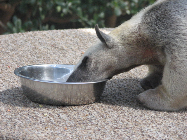 Tamandua