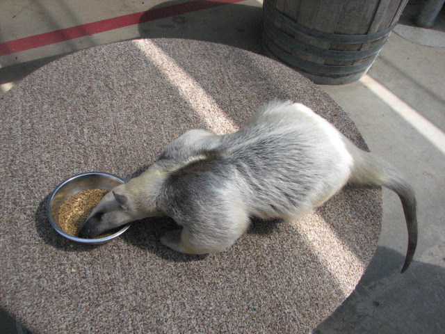 Tamandua