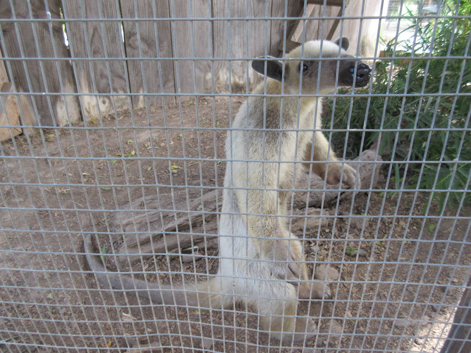 Tamandua