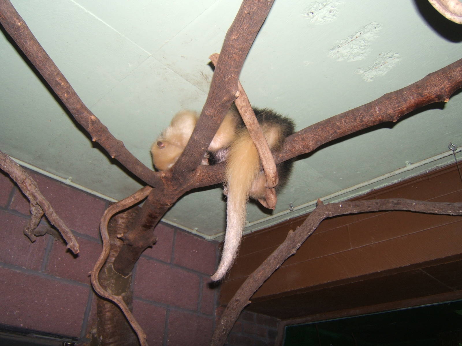 Tamandua