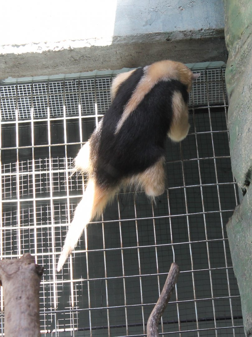 Tamandua