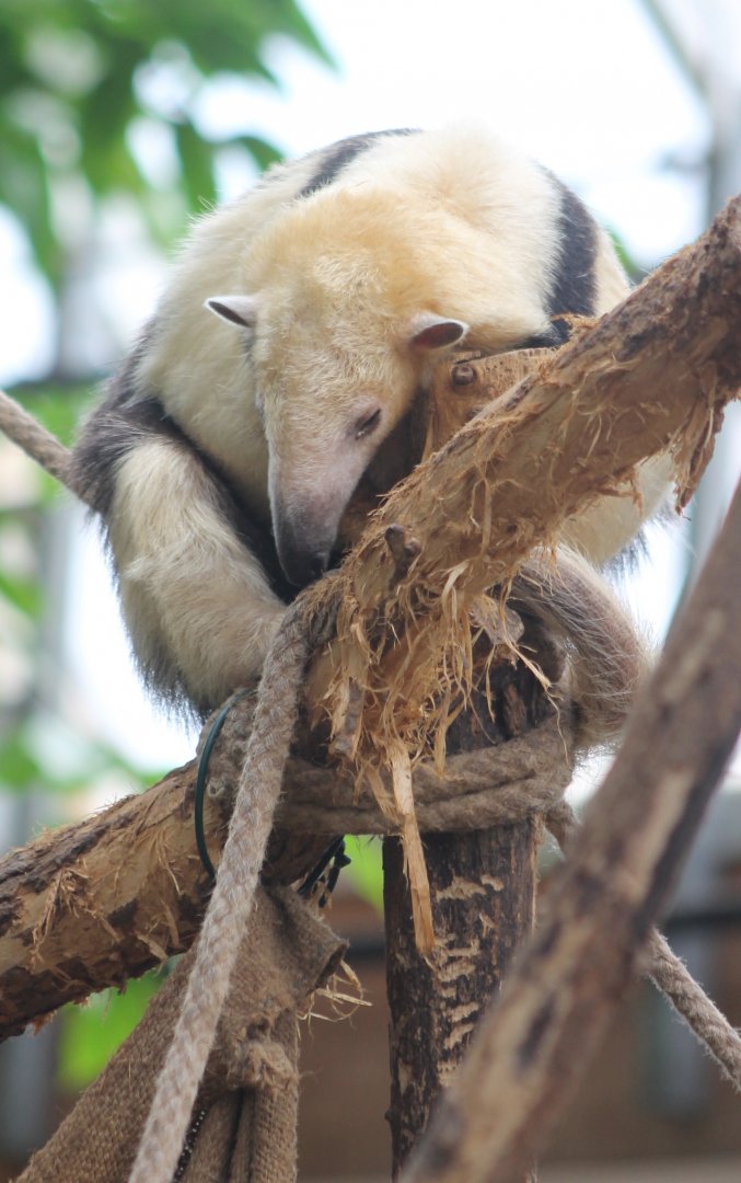 Tamandua
