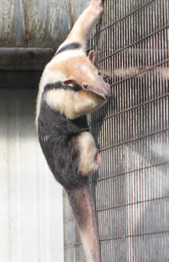Tamandua