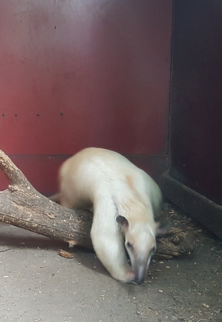 Tamandua