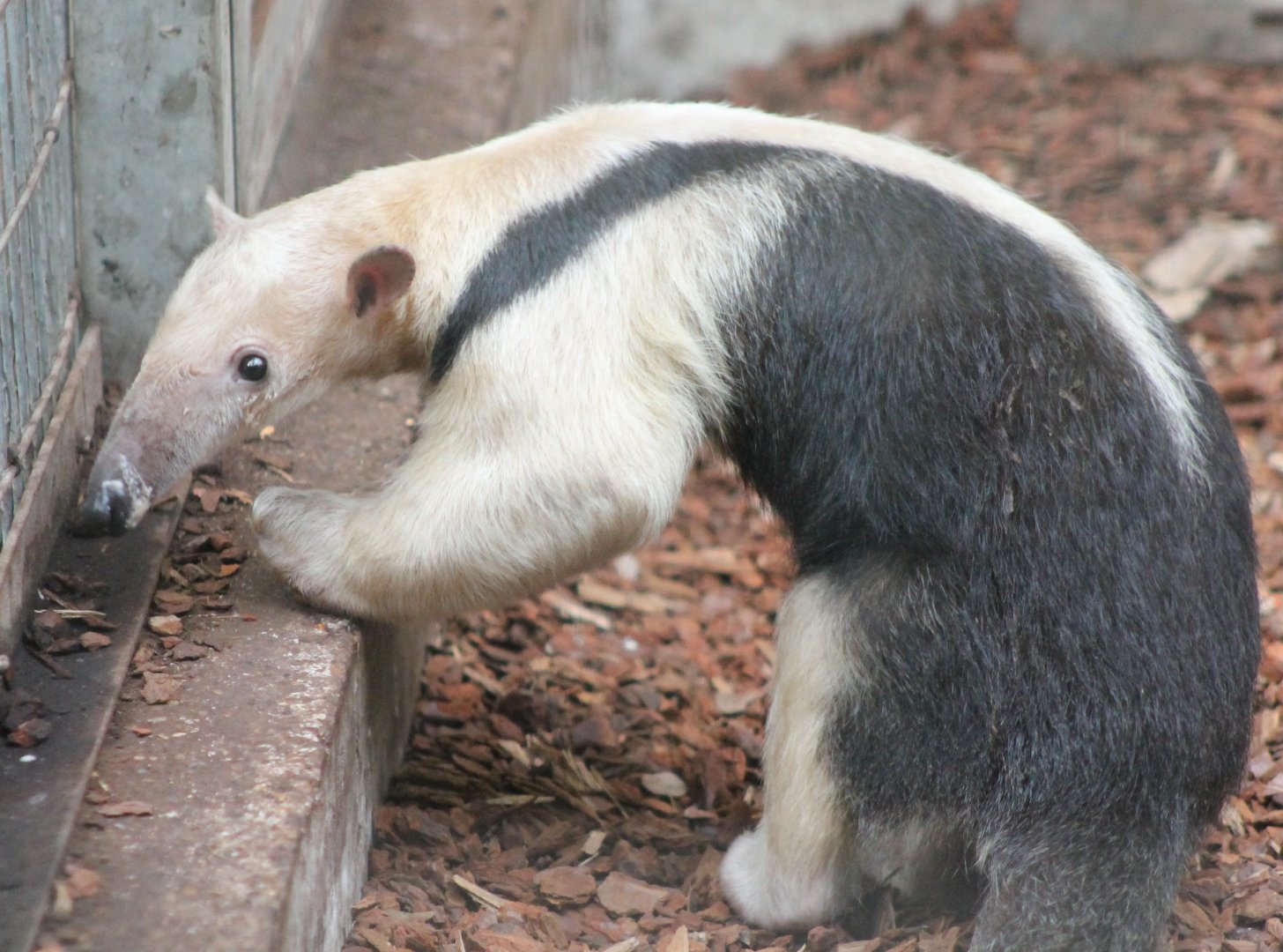 Tamandua