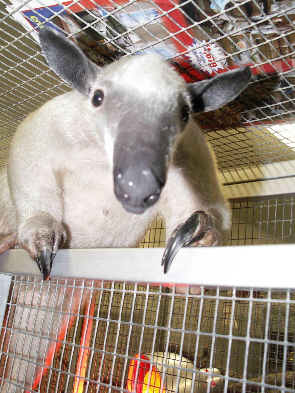 tamandua