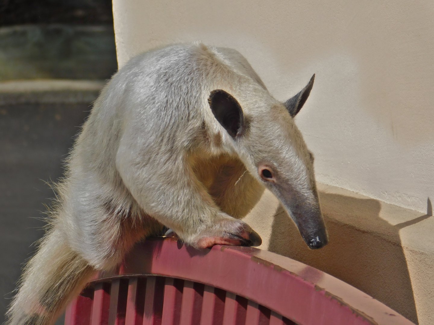 Tamandua
