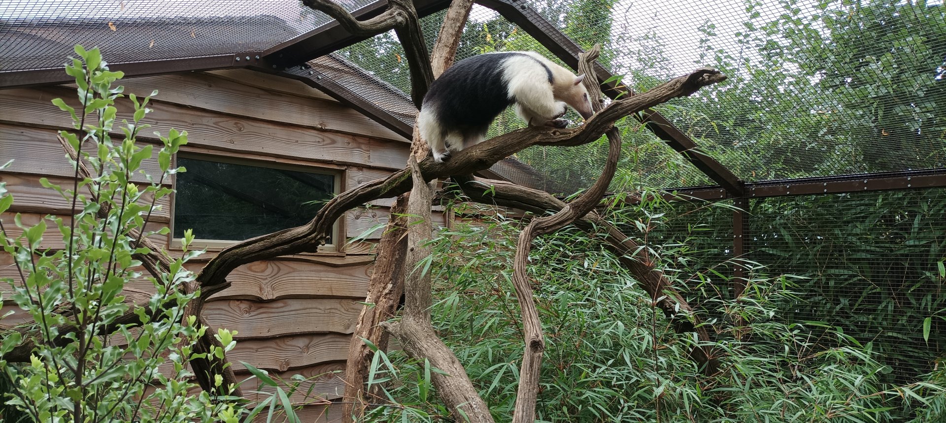 Tamandua