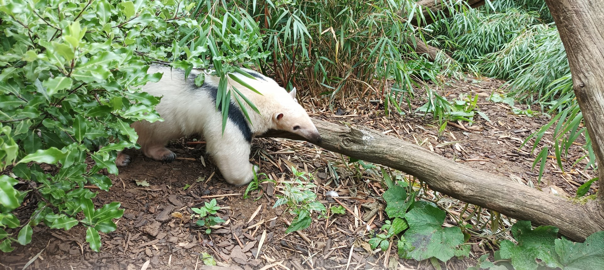 Tamandua
