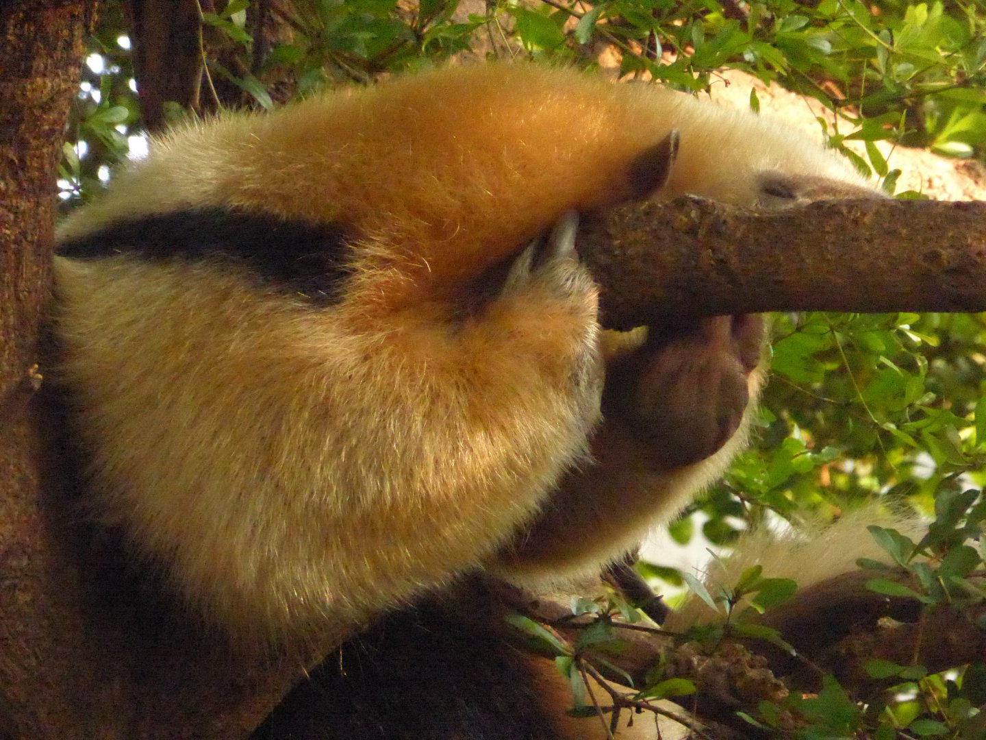 Tamandua