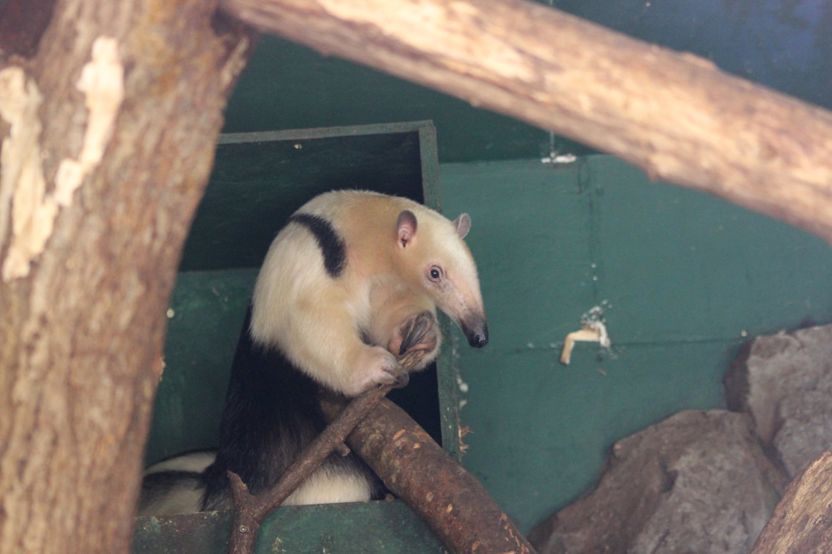 Tamandua