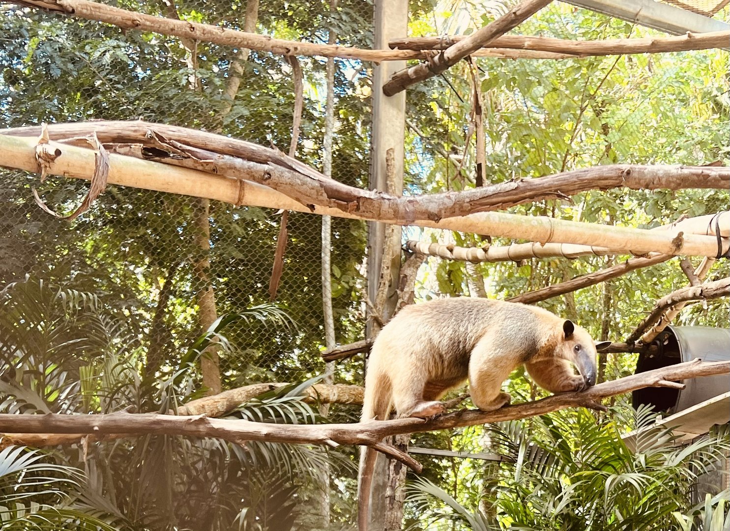 Tamandua