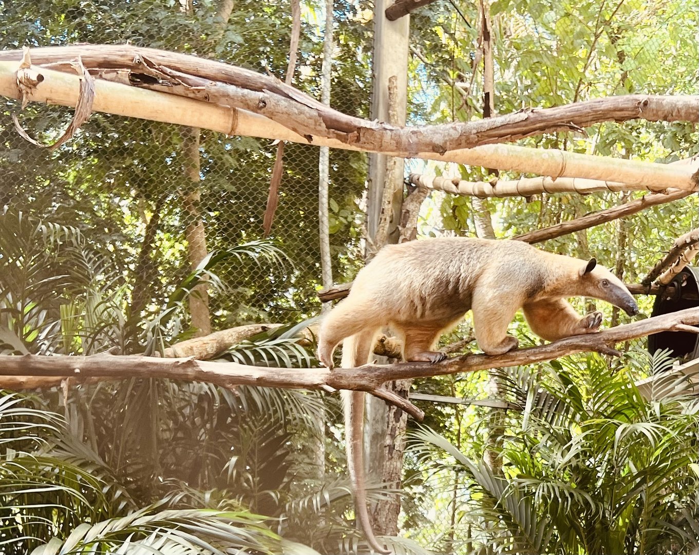 Tamandua
