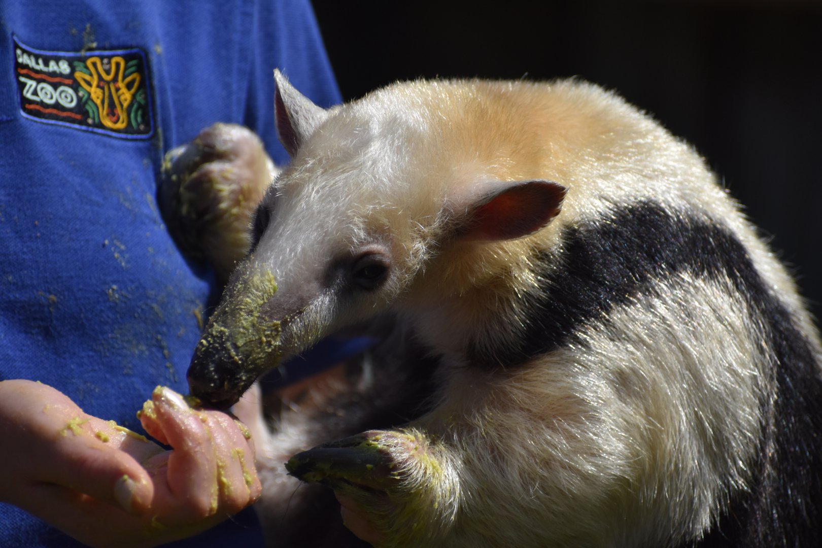 Tamandua