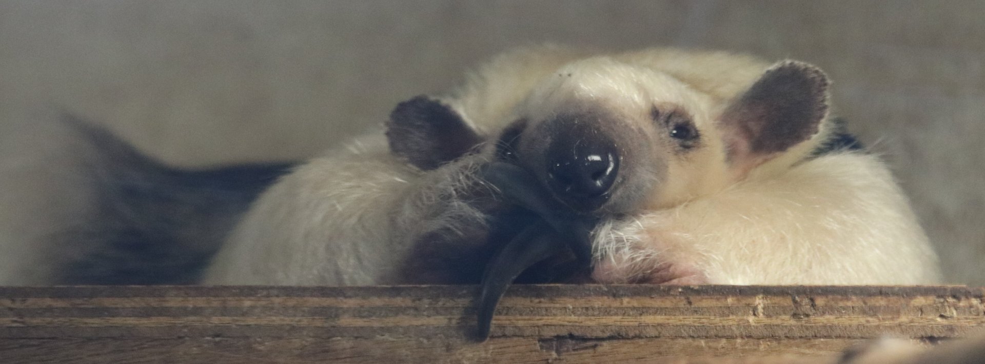 Tamandua
